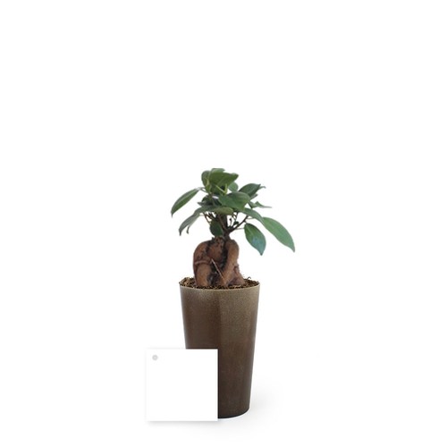 Plante grand gob'lin