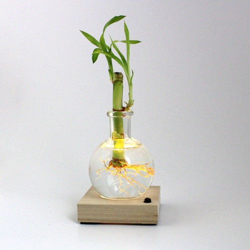 Plante vase socle lumineux