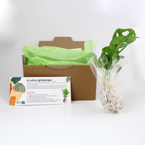 Plante vase socle lumineux