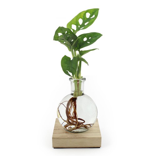Plante vase socle lumineux