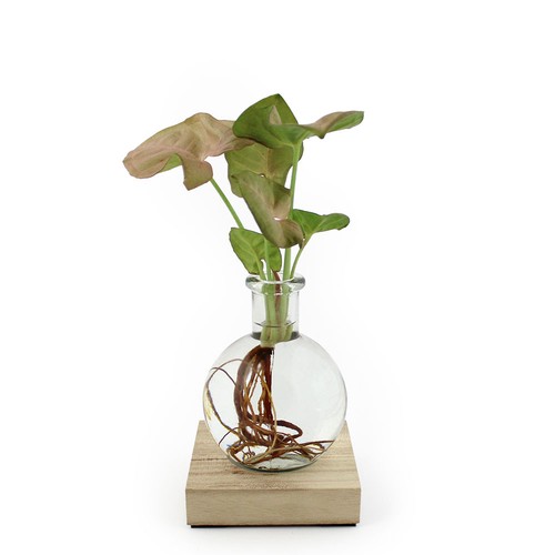 Plante vase socle lumineux