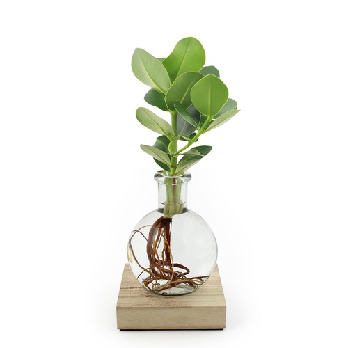 Plante vase socle lumineux