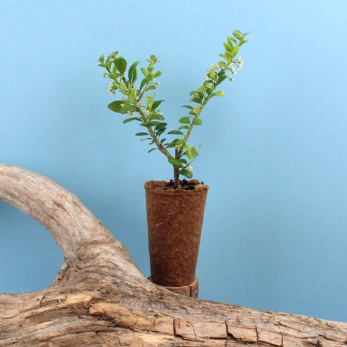 Mini plant d'arbre pot fibre de bois - 1