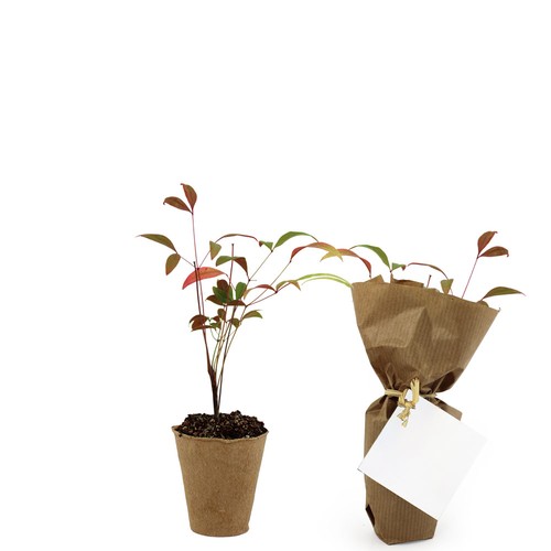 Mini plant d'arbre pot fibre de bois