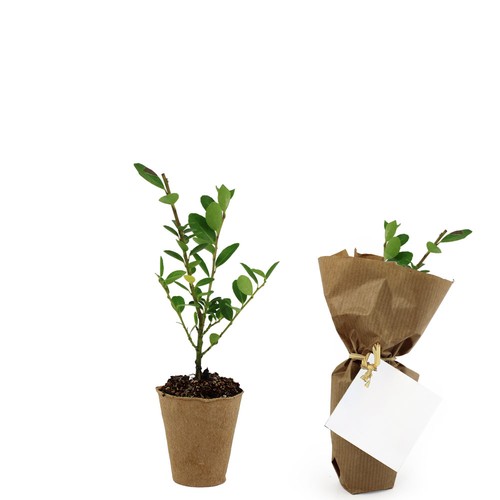 Mini plant d'arbre pot fibre de bois
