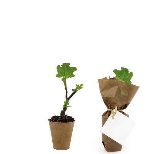 Mini plant d'arbre pot fibre de bois
