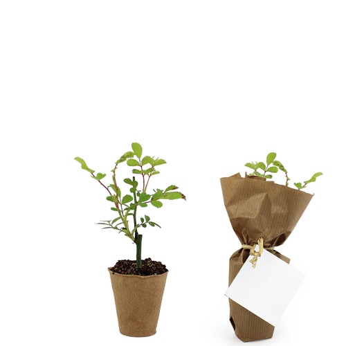 Mini plant d'arbre pot fibre de bois