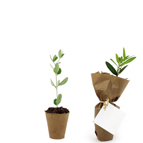 Mini plant d'arbre pot fibre de bois
