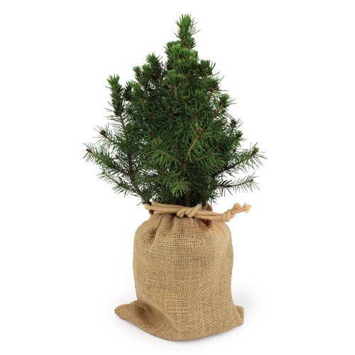 Sapin pochon jute Ø10 cm