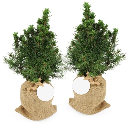 Sapin pochon jute Ø10 cm