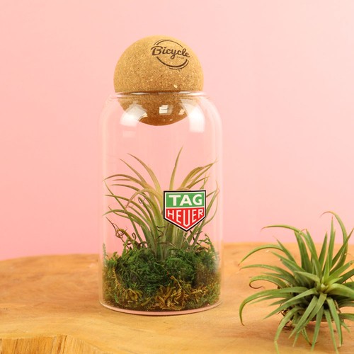 Terrarium boule liège Tillandsia - 1