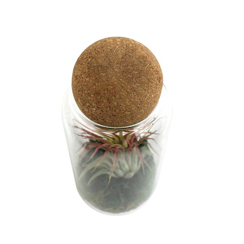 Terrarium boule liège Tillandsia