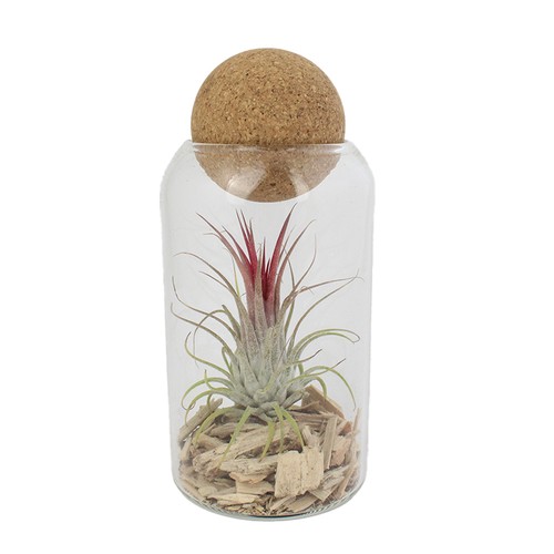 Terrarium boule liège Tillandsia