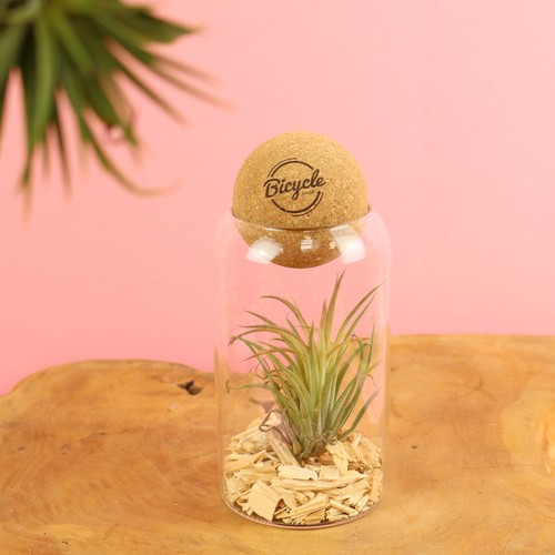 Terrarium boule liège Tillandsia