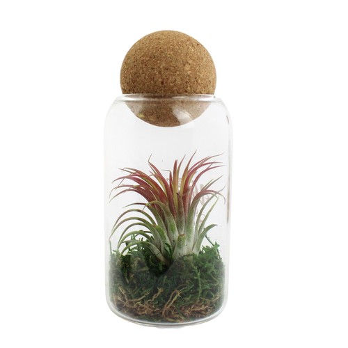 Terrarium boule liège Tillandsia