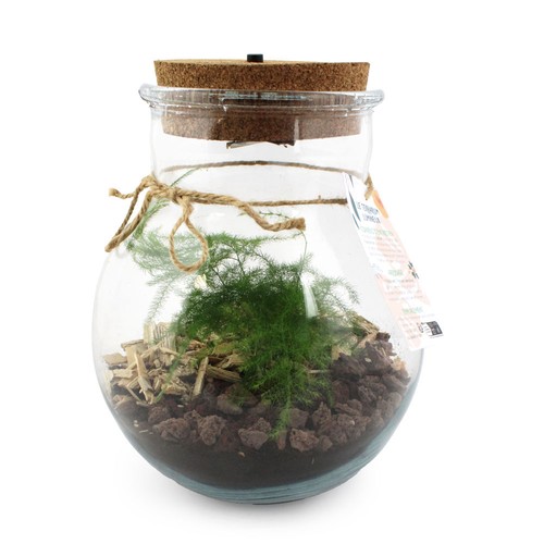 Terrarium lumineux