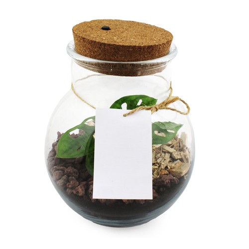 Terrarium lumineux