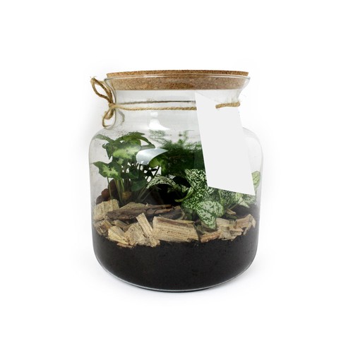 Terrarium Relaxant