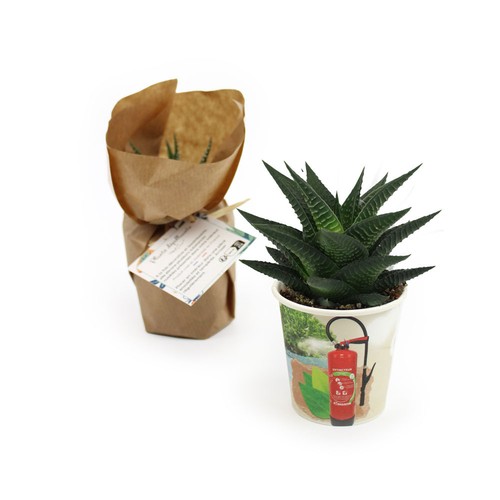 Pot carton plante quadri - 2