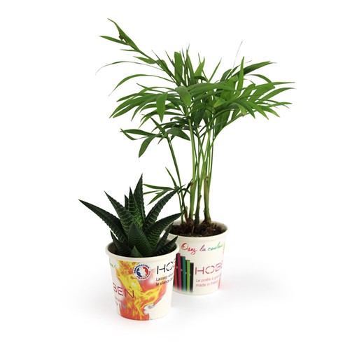 Pot carton plante quadri - 3