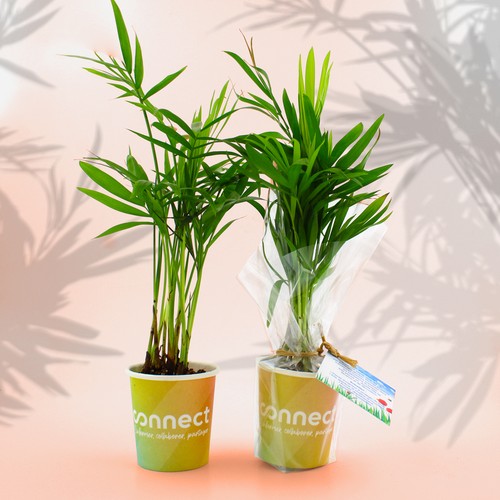 Pot carton plante quadri