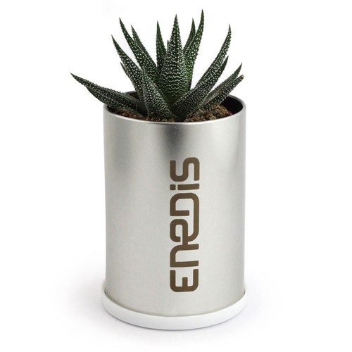 Canette plante alu - 2