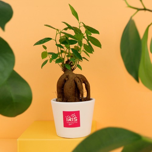 Plante prestige pot 9cm