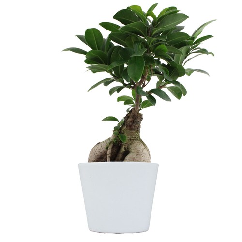 Plante prestige pot 9cm