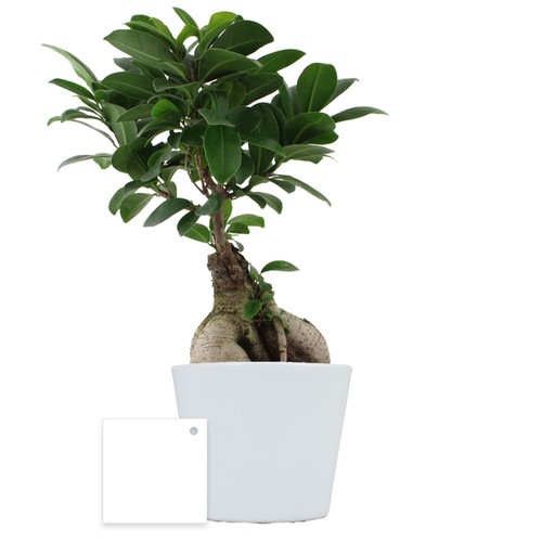 Plante prestige pot 9cm
