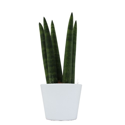 Plante prestige pot 9cm
