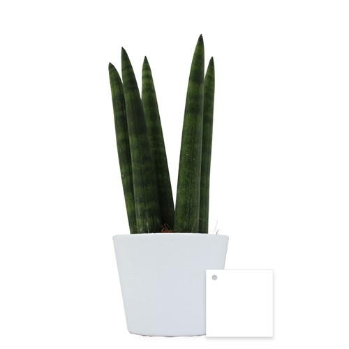 Plante prestige pot 9cm