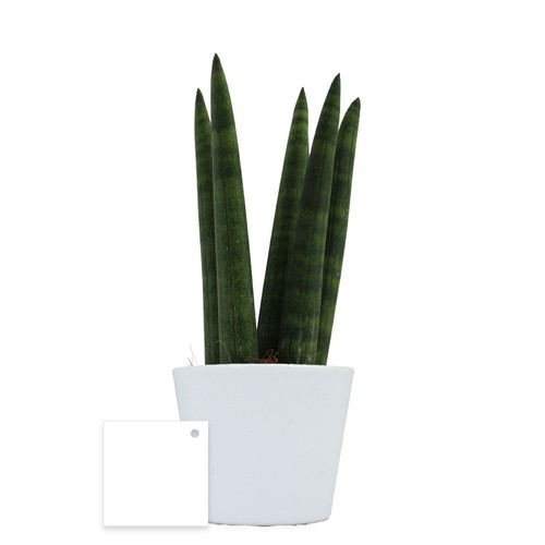 Plante prestige pot 9cm