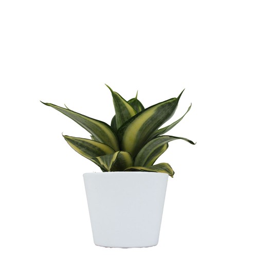 Plante prestige pot 9cm