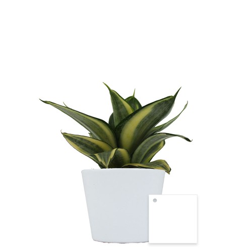Plante prestige pot 9cm