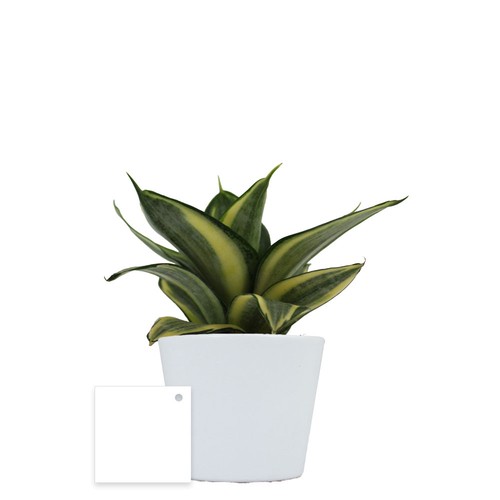 Plante prestige pot 9cm