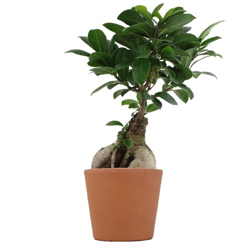 Plante prestige pot 9cm