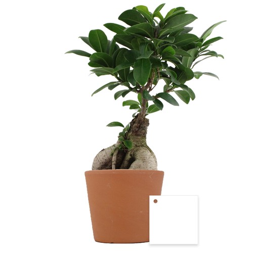 Plante prestige pot 9cm