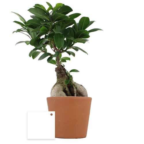 Plante prestige pot 9cm