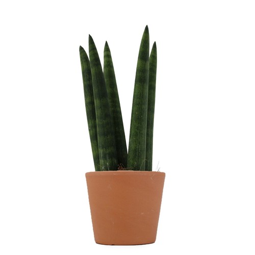 Plante prestige pot 9cm