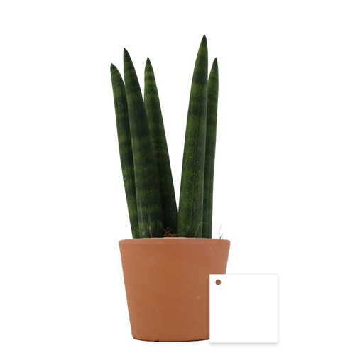 Plante prestige pot 9cm
