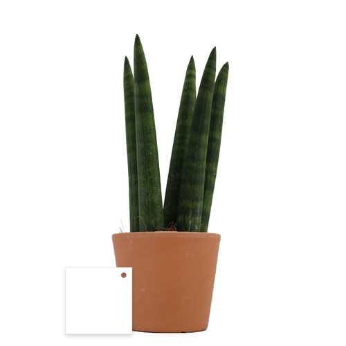 Plante prestige pot 9cm