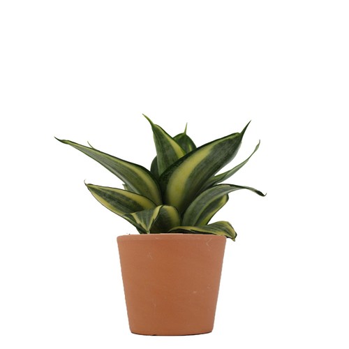 Plante prestige pot 9cm