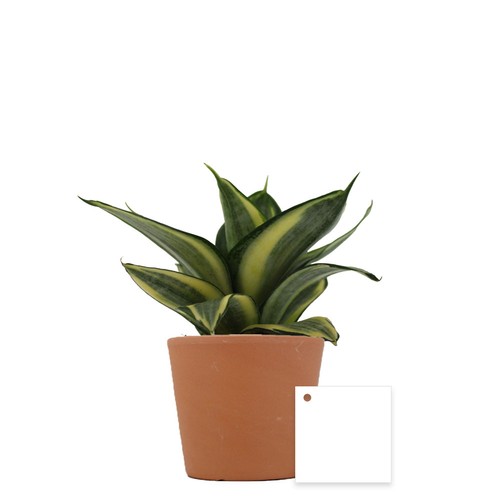 Plante prestige pot 9cm