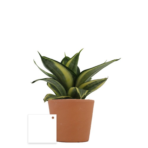 Plante prestige pot 9cm