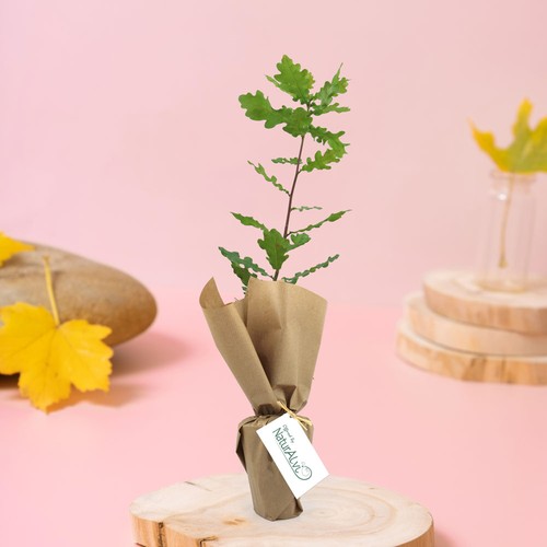 Arbre pot fibre de bois feuillus - 1