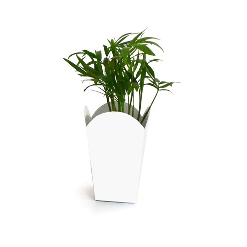 Plante pot popcorn