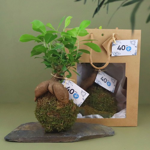Kokedama