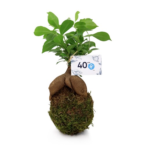 Kokedama