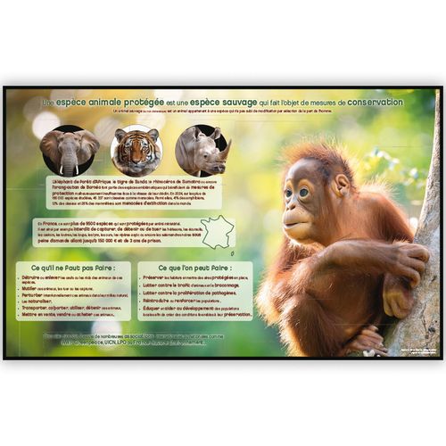 LES ESPÈCES PROTÉGÉES | Calendrier bancaire thématique 2026 - 2