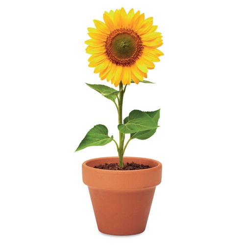 SUNFLOWER Juego de macetas de terracota